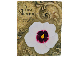 4pk rose of sharon 870004